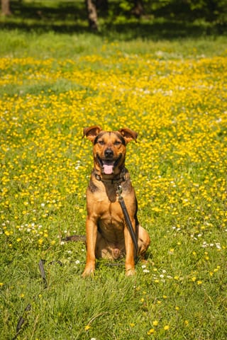 brauner Hund sitzend in gelben Wildblumenwiese