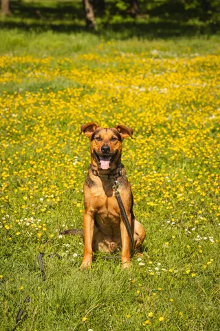 brauner Hund sitzend in gelben Wildblumenwiese