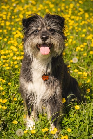 kleiner zotteliger Hund posierend in gelben Blumenwiese