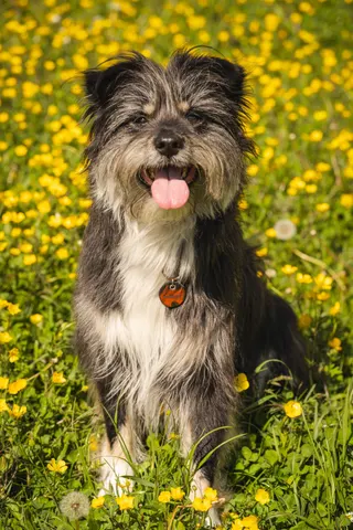 kleiner zotteliger Hund posierend in gelben Blumenwiese