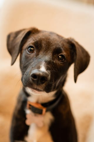 Nahaufnahme Porträt von schwarz-weißer Hund