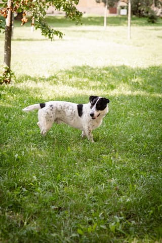 schwarz-weißer Hund laufend über park lawn
