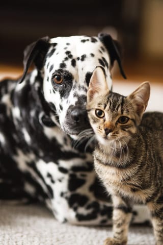 Dalmatiner und getigerte Katze zusammen