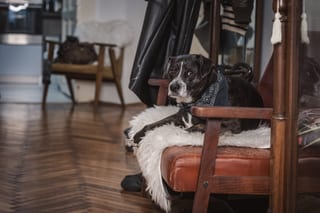 Tierfotografie in Budapest