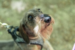 Tierfotografie in Budapest