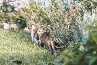 Tierfotografie in Budapest