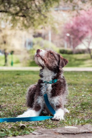 Tierfotografie in Budapest