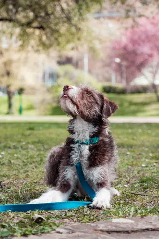 Tierfotografie in Budapest