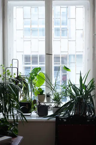Window Licht
